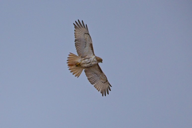 A hawk in flight against a clear blue sky, with its wings fully spread showing light-colored plumage with brown mottling across the wings and tail feathers.